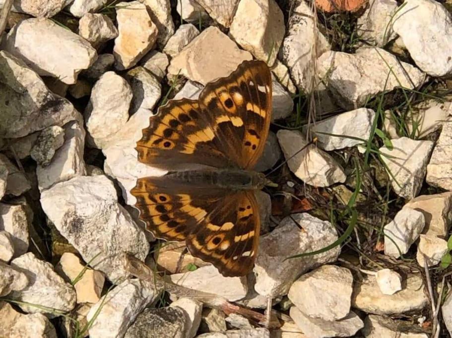 فندق Moulin De L'Hoste Larzac المظهر الخارجي الصورة